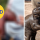Image for article titled 12 More Viral Photos That Are Lying to You